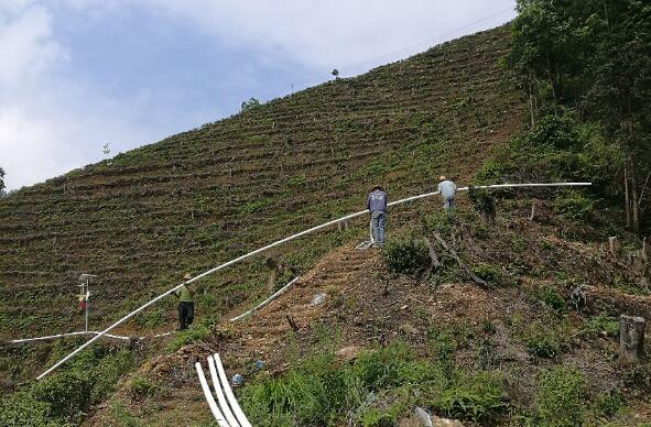 巧用滴灌，農(nóng)專(zhuān)家手把手教你種出好柚子！